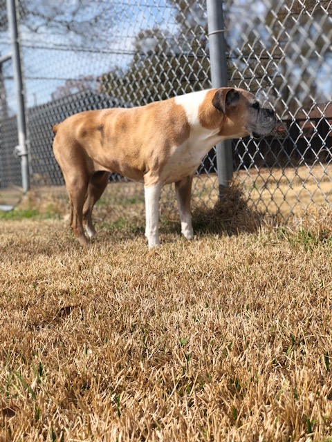 Jester Plaza Veterinary Clinic